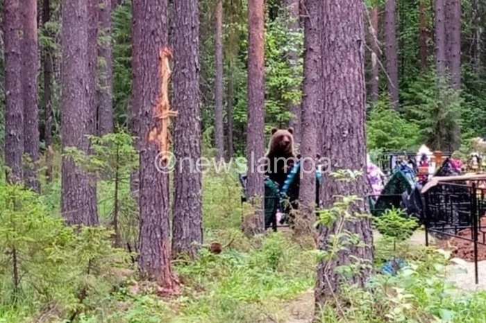 На кладбище Североуральска заметили медведя