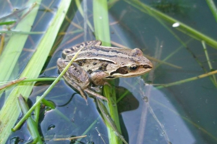 Мэрия Екатеринбурга встала на защиту окрестных лягушек