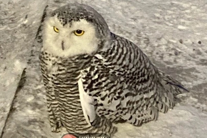 В Первоуральске местные жители спасли сову, которая не могла взлететь