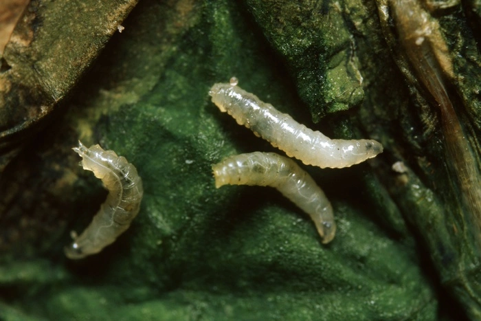 Роспотребнадзор о червях в Тавде: «Червями их назвать нельзя»