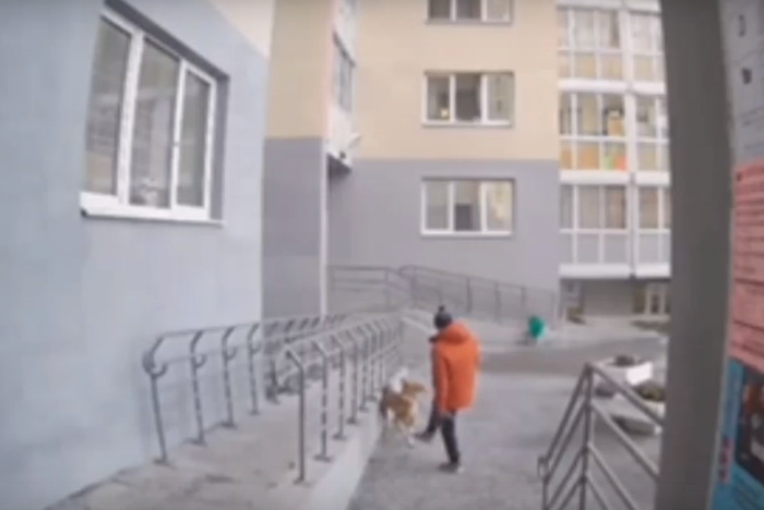 В Екатеринбурге неизвестный жестоко избил своего пса