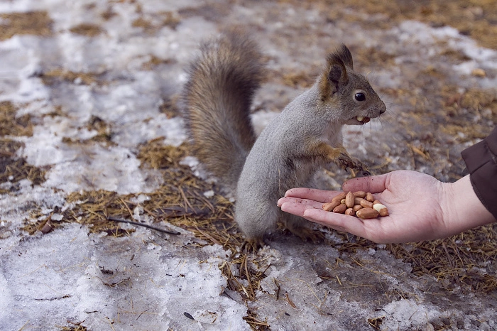 Посетители Ботанического сада бьют тревогу из-за исчезновения белок