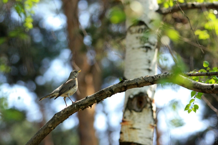 Александр Умников: «В Шарташском лесопарке я провел последние 15 лет»