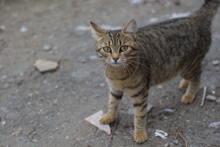 Житель Екатеринбурга кидал из окна котов матери, пока один из них не умер
