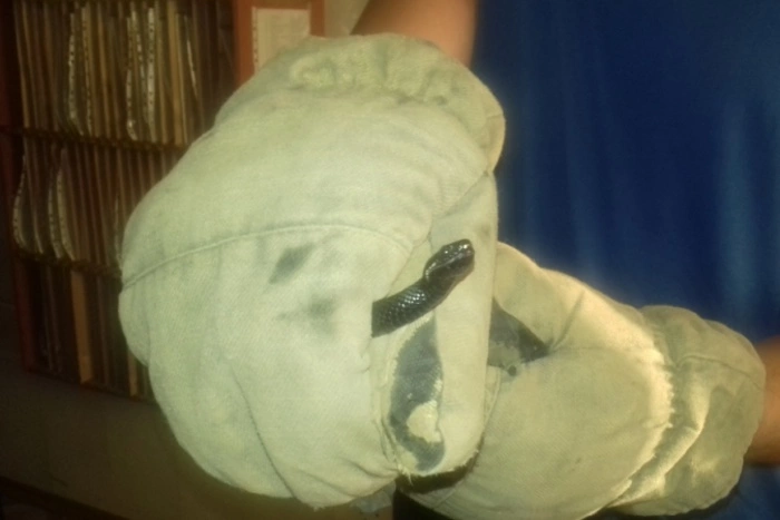 Всегда на страже: верхотурские огнеборцы защитили жителей от гадюк