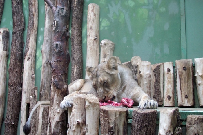 Швейцарские зоопарки начали кормить хищников домашними животными