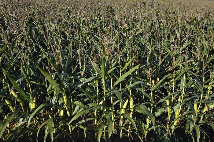 Хозяин кукурузы, в которую сел А-321 «Уральских авиалиний» подсчитывает ущерб