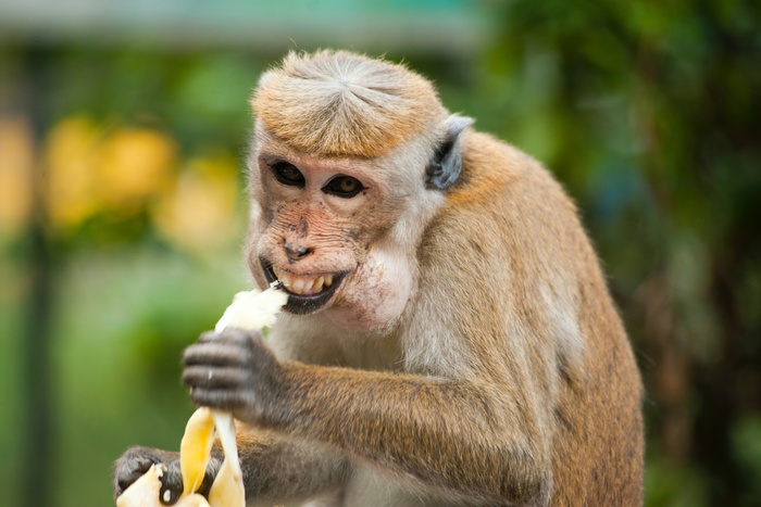 Власти Камбоджи выселили обезьян-дебоширов из знаменитого храма