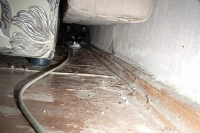 В Екатеринбурге спасли кошку, провалившуюся в «квартирную» щель