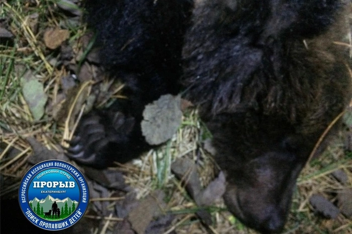 Под Берёзовским бродячие собаки забили медвежонка