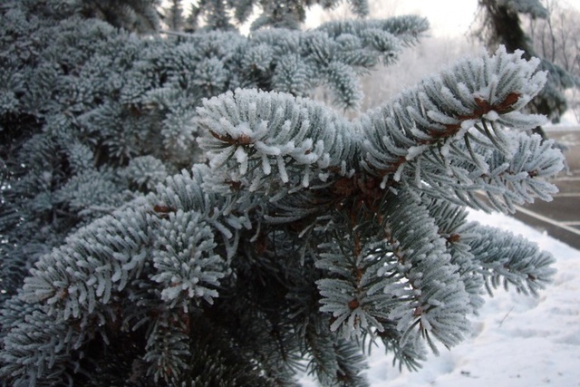 Новый год на Урале будет снежным и морозным