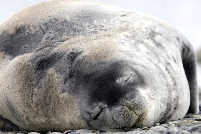 В Госдуме сообщили о пропаже депутатов Сидякина и Савченко в Антарктиде