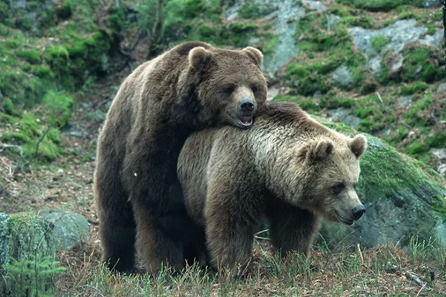 Норвежцев попросили собирать медвежьи фекалии