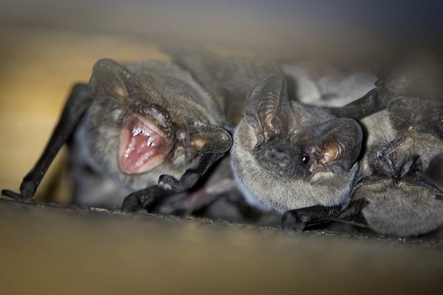 28 сентября — Всемирный день борьбы с бешенством