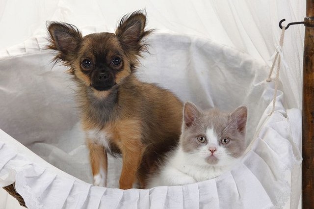 Задать вопрос ветеринару во Всемирный день домашних животных