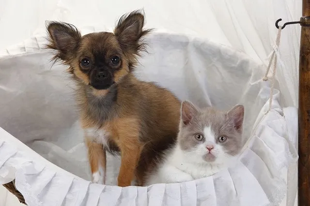 Задать вопрос ветеринару во Всемирный день домашних животных