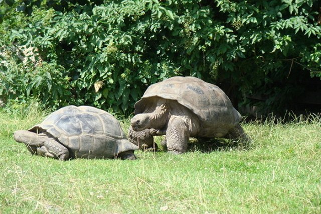 Учитель биологии скормил щенка черепахе на глазах у школьников