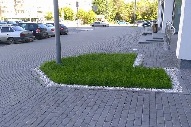 В Екатеринбурге начали появляться «правильные газоны»