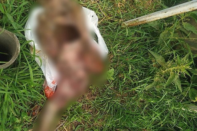 В Свердловской области местные жители жестоко убили собаку на глазах у детей, чтобы её съесть