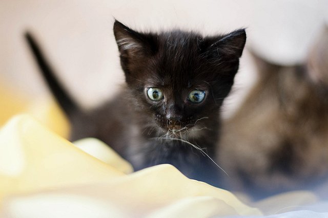 Грамотный пиар: :жители Ярославля разобрали всех бездомных животных