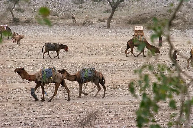 Средний Урал пойдет шелковым путем