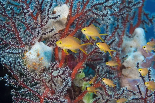 Британский круизный лайнер повредил один из самых красивых коралловых рифов