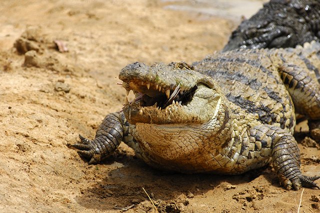 Поставщик из США нагрубил про Путина дизайнеру одежды из Екатеринбурга