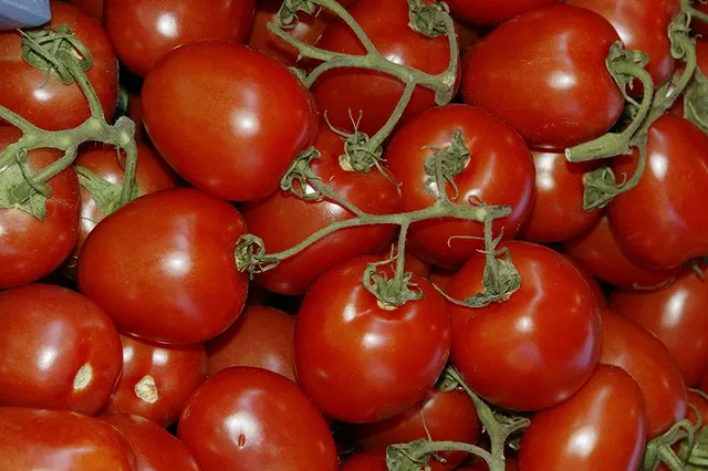 Россия «на данный момент» исключила отмену эмбарго на помидоры из Турции