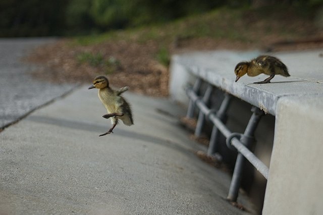 «Внимание! Утки!». Новый дорожный знак установили в Свердловской области