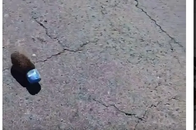 Свердловчанин спас ежика, застрявшего в банке