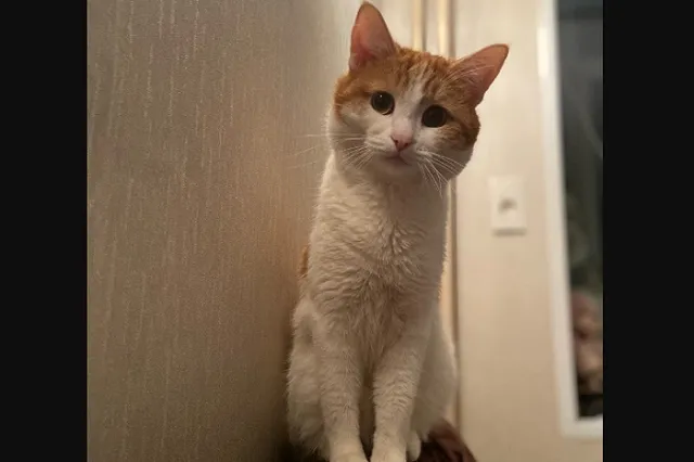 Кота Твикса, которого проводница выбросила на мороз из поезда, нашли мёртвым