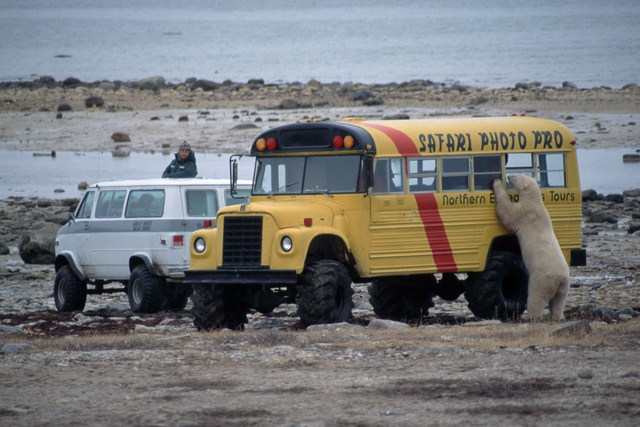 В США охотники случайно отравили медведей шоколадом