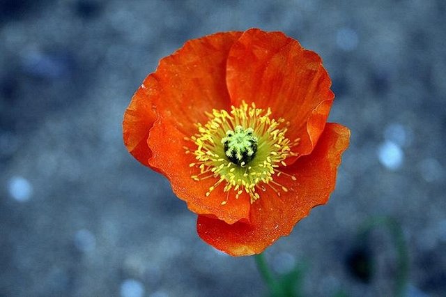 Российский ветеран получил год за мак на огороде и расплакался