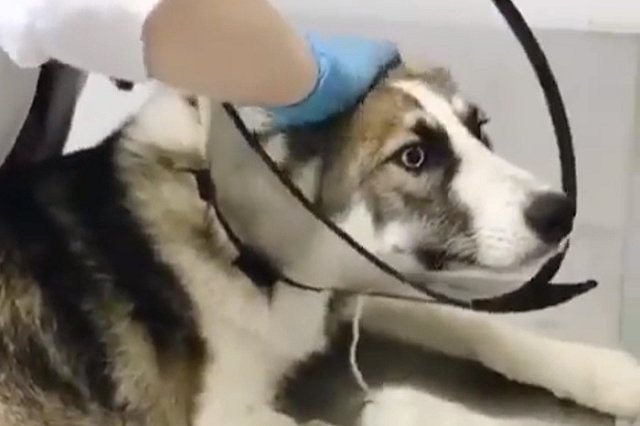 Сможет передвигаться только в коляске: в Екатеринбург везут щенка хаски с пулей в позвоночнике