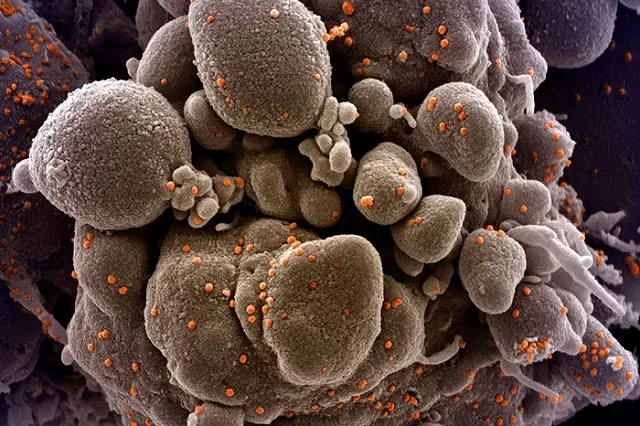 Попова назвала циркулирующие в России штаммы коронавируса