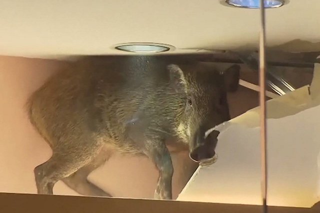 Дикий кабан рухнул на головы посетителям магазина в Гонконге