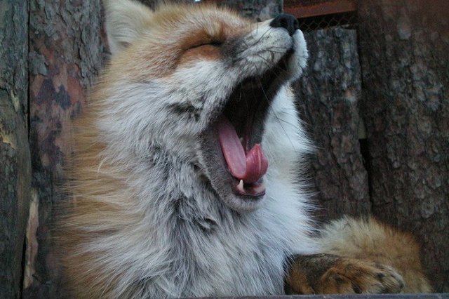 Екатеринбургскому зоопарку исполнилось 85 лет