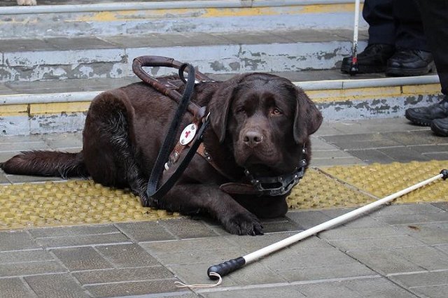 Свердловские «единороссы» собирают деньги псу-поводырю, попавшему под машину