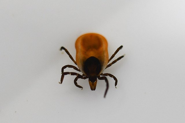 В Свердловской области проснулись клещи