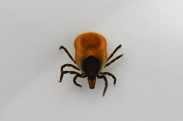 В Свердловской области проснулись клещи