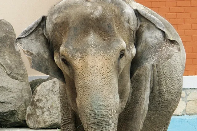На трассе Екатеринбург — Пермь водители заметили слонов