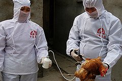 В Канаде зафиксирована первая смерть от гриппа H5N1