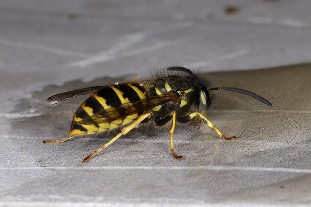 Смертельно опасные насекомые атакуют Екатеринбург из-за жары