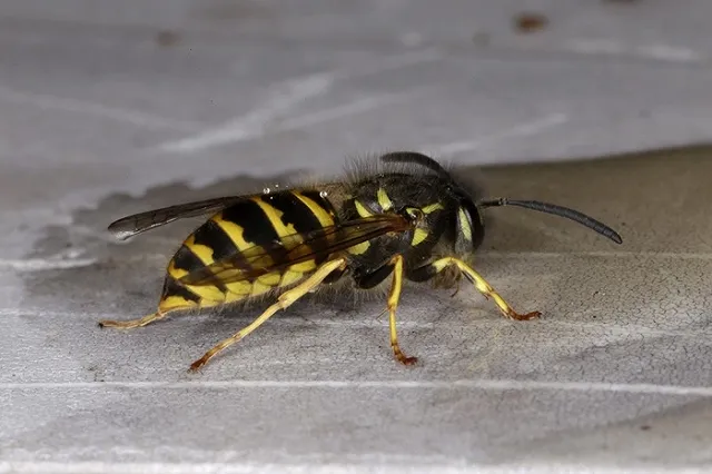 Смертельно опасные насекомые атакуют Екатеринбург из-за жары