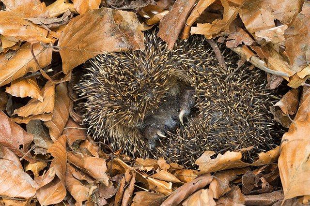 В Саратовской области уничтожили могилку ежика, оформленную по всем традициям