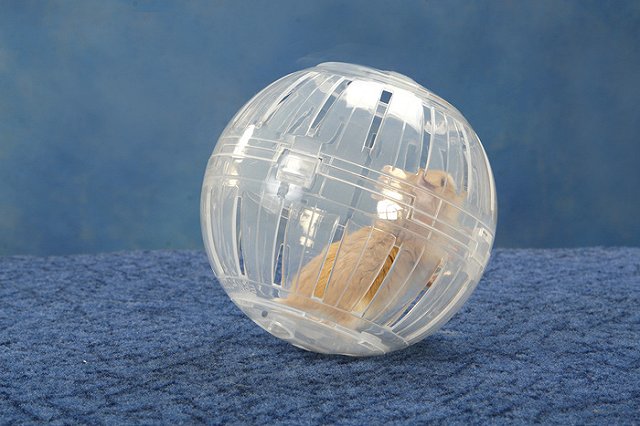 Хомяк помогал сибирской школьнице обворовывать квартиры