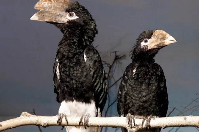 В Екатеринбургском зоопарке появились птицы-носороги