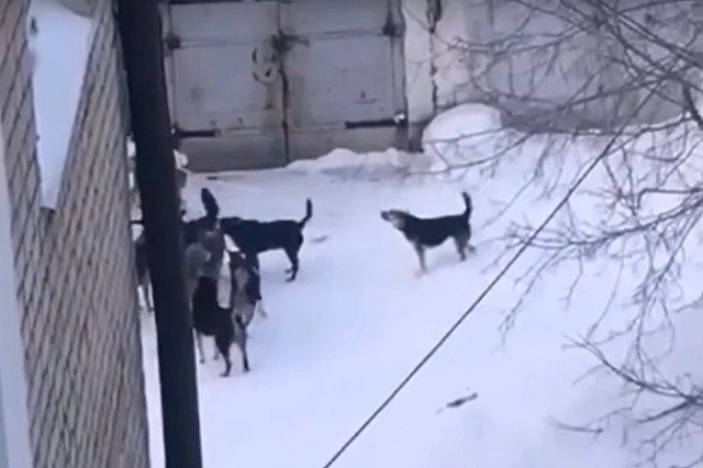 Свердловчанка пожаловалась на стаю собак во дворе её дома