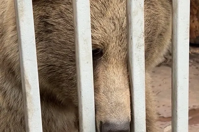 Названа возможная причина, почему медведь напал на 29-летнюю девушку в палатке