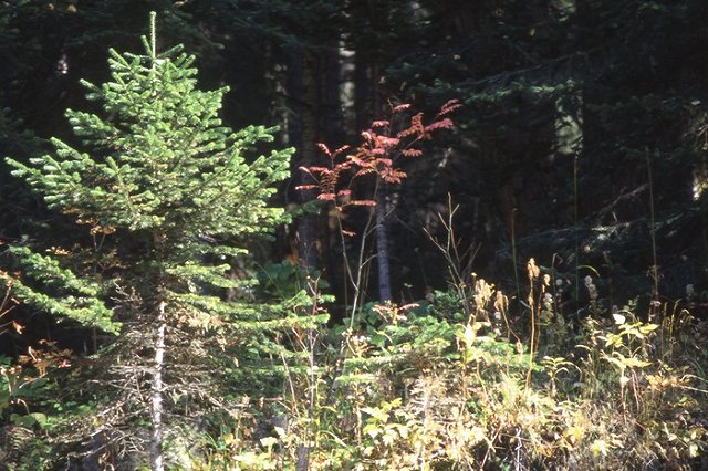 Жители Верхней Пышмы протестуют против трамвая в Большой Екатеринбург